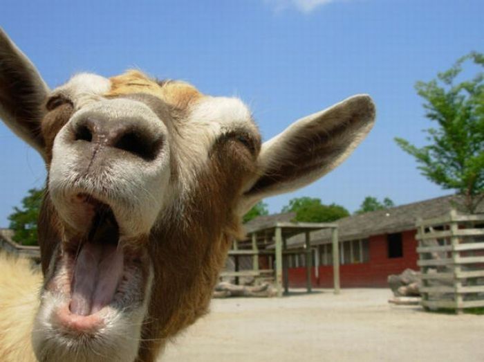 funny goat