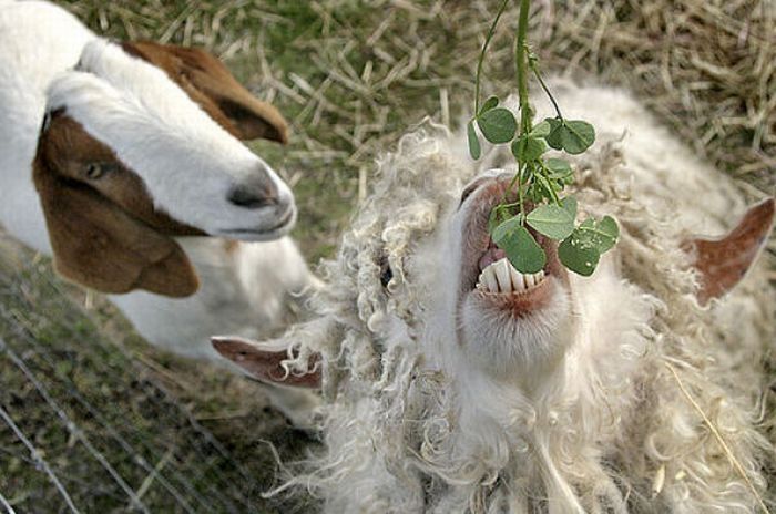 funny goat