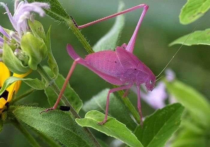 Pink Katydid, Amblycorypha oblongifolia