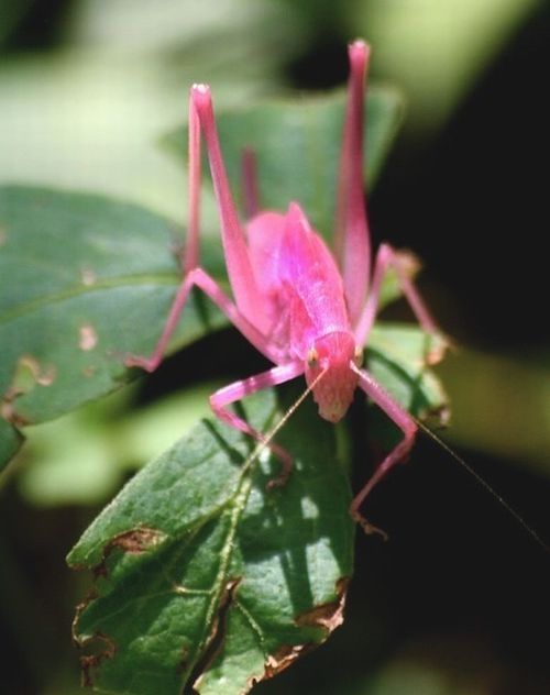 Pink Katydid, Amblycorypha oblongifolia
