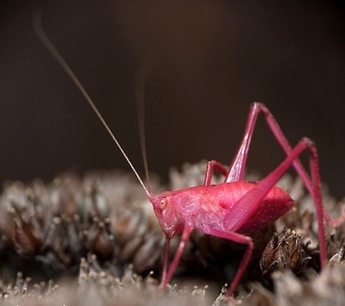 Pink Katydid, Amblycorypha oblongifolia