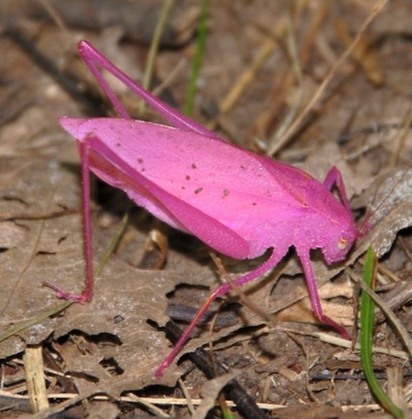 Pink Katydid, Amblycorypha oblongifolia