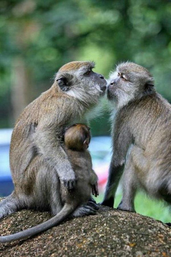 kissing animals