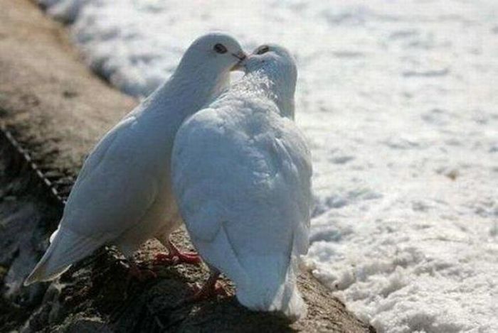kissing animals