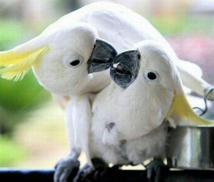 kissing animals