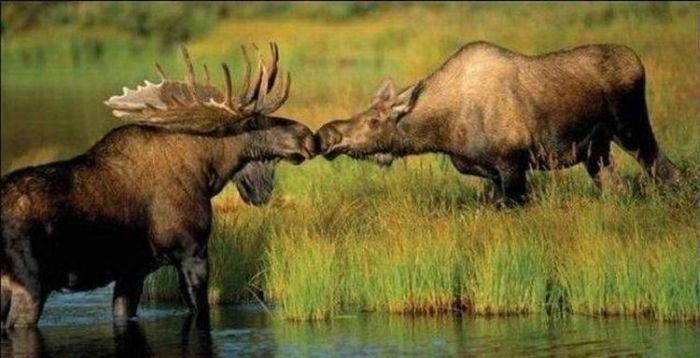 kissing animals