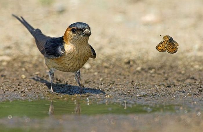 animal photography