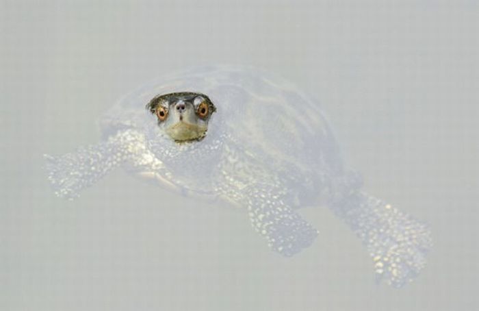 animal photography