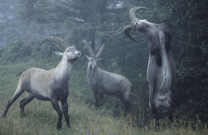animal photography
