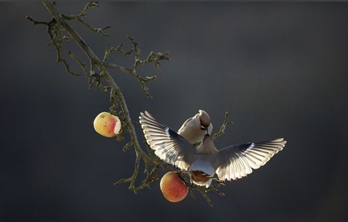 animal photography