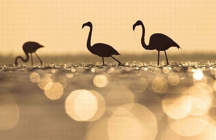 animal photography