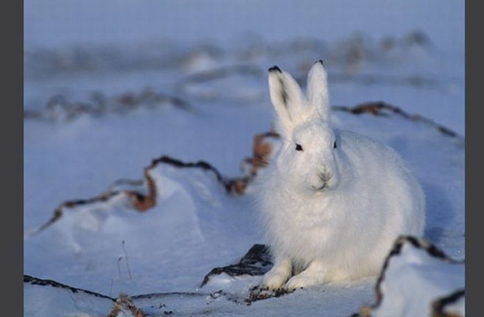 animal photography
