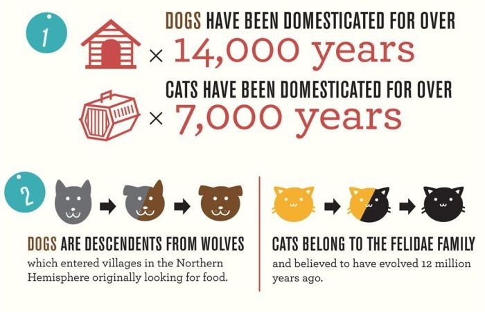 infographics about cats and dogs