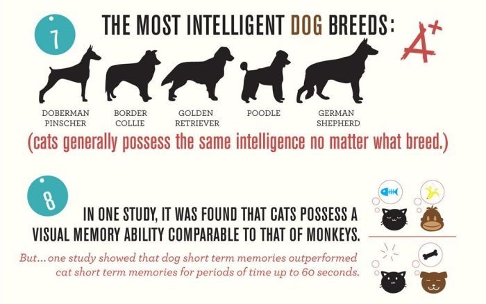 infographics about cats and dogs