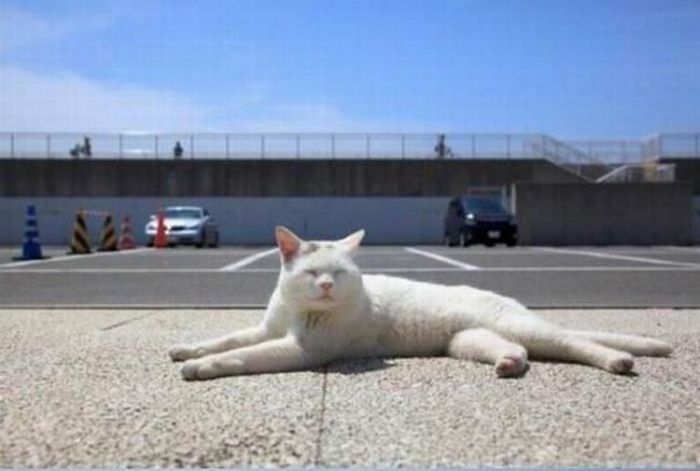 white lazy cat