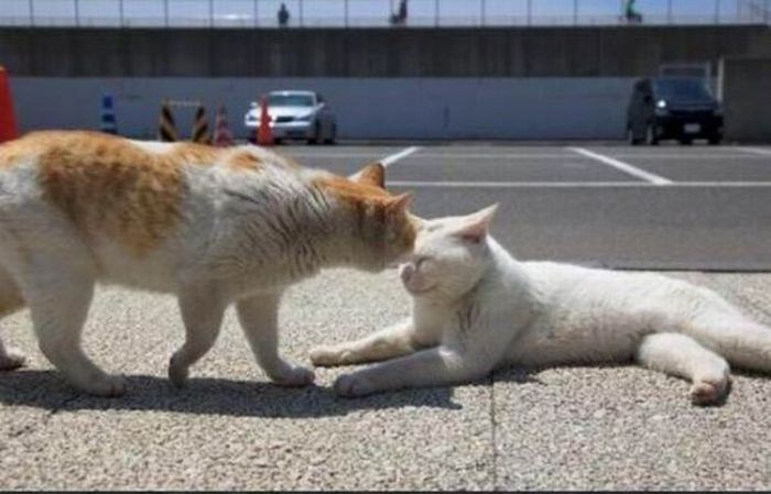 white lazy cat