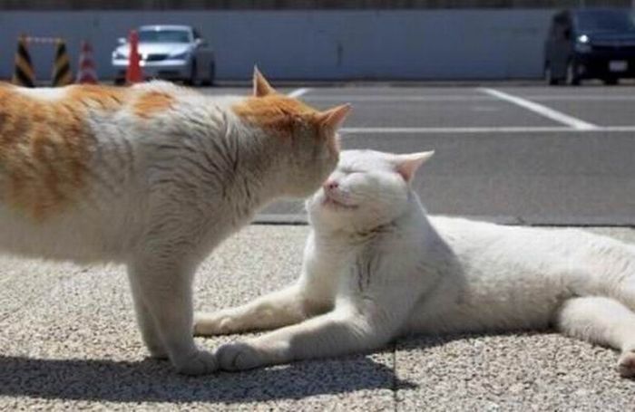 white lazy cat