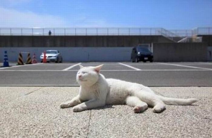 white lazy cat