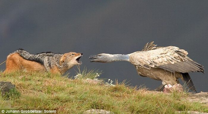 jackal vs vulture