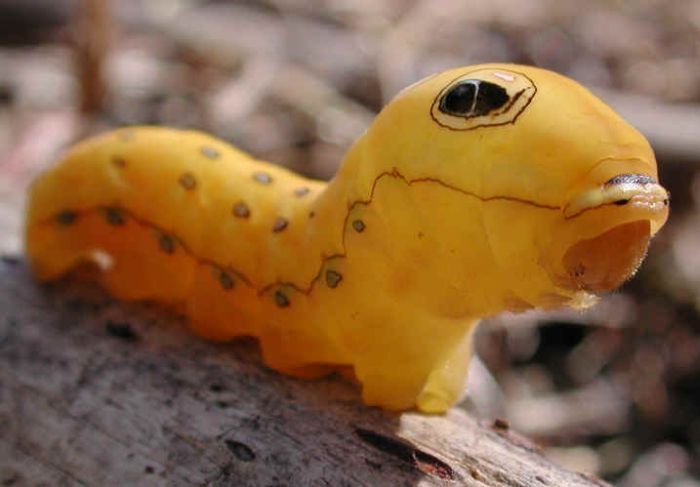 Spicebush Swallowtail caterpillar