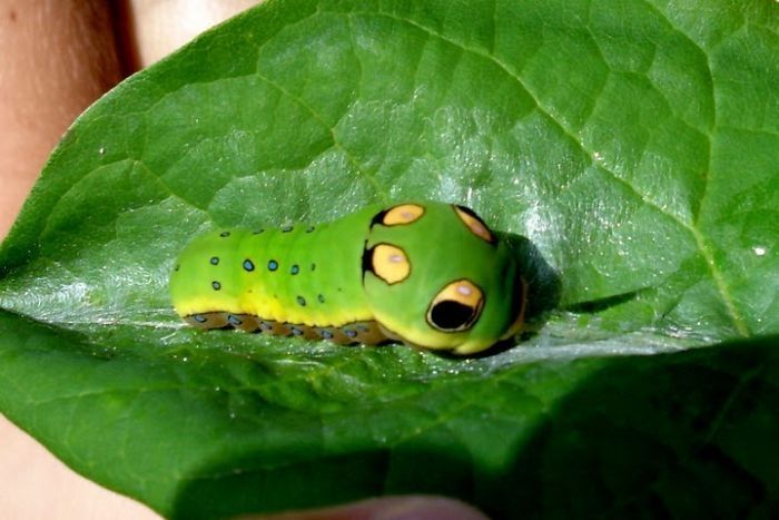 Spicebush Swallowtail caterpillar