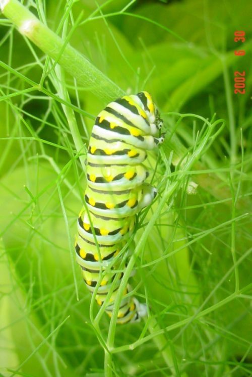 Spicebush Swallowtail caterpillar