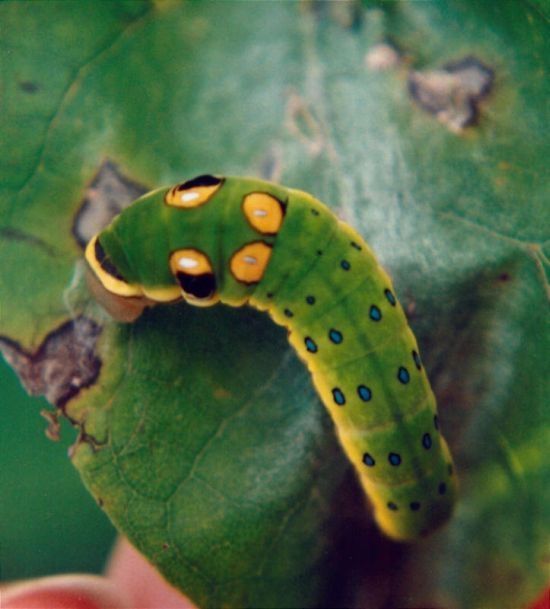 Spicebush Swallowtail caterpillar