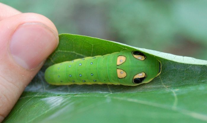 Spicebush Swallowtail caterpillar