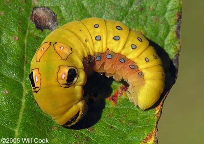 Spicebush Swallowtail caterpillar