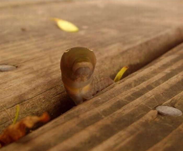 Spicebush Swallowtail caterpillar