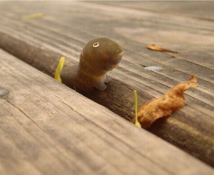 Spicebush Swallowtail caterpillar