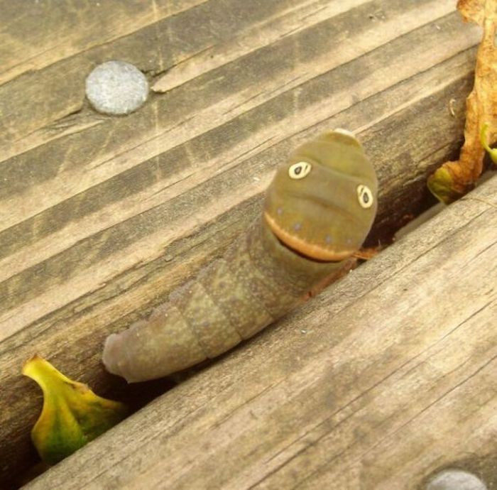 Spicebush Swallowtail caterpillar