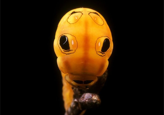 Spicebush Swallowtail caterpillar