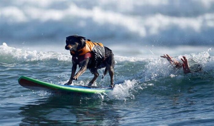 DOGS-SURFING/