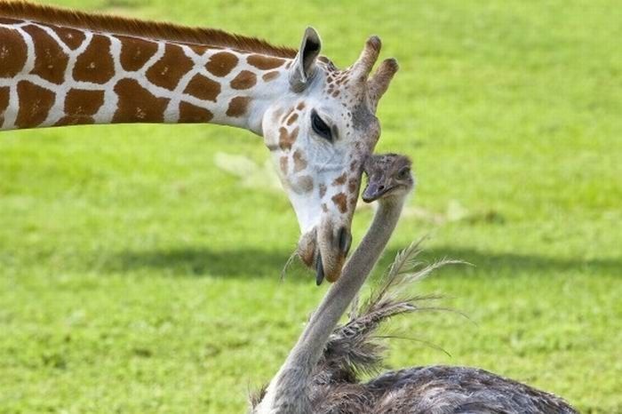 giraffe and ostrich