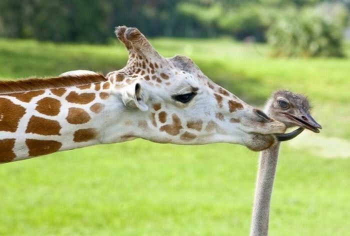 giraffe and ostrich