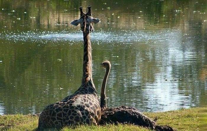 giraffe and ostrich