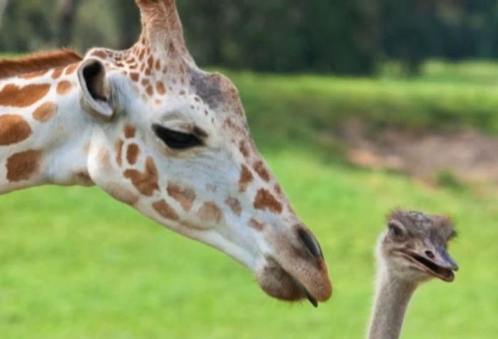 giraffe and ostrich