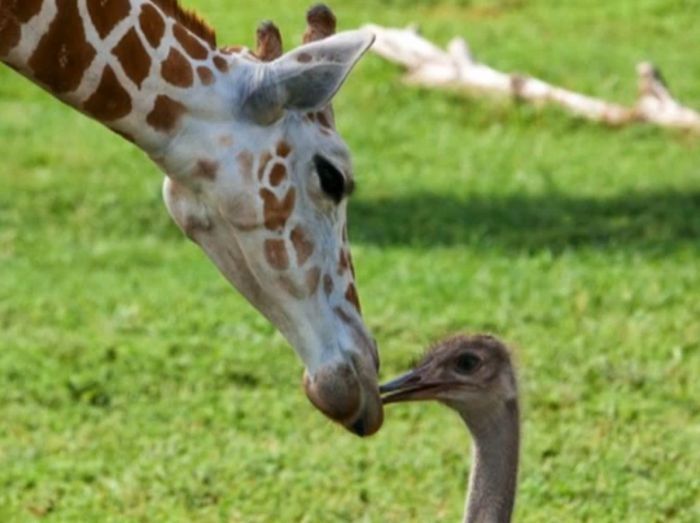 giraffe and ostrich