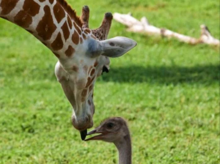 giraffe and ostrich