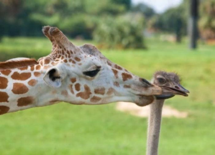 giraffe and ostrich