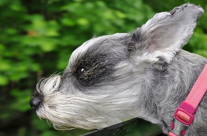 dogs love cars and wind