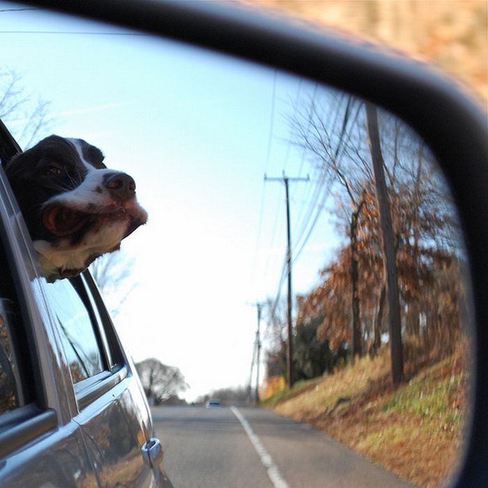 dogs love cars and wind