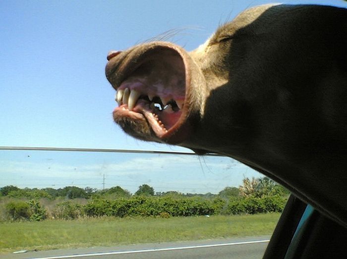 dogs love cars and wind