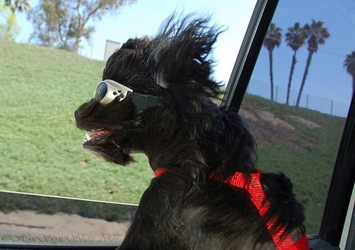 dogs love cars and wind