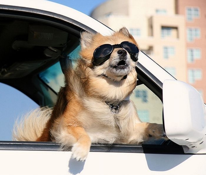 dogs love cars and wind