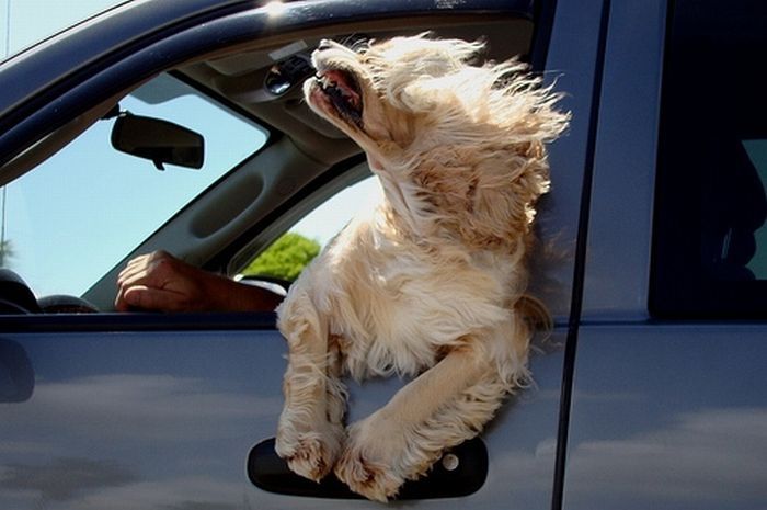 dogs love cars and wind