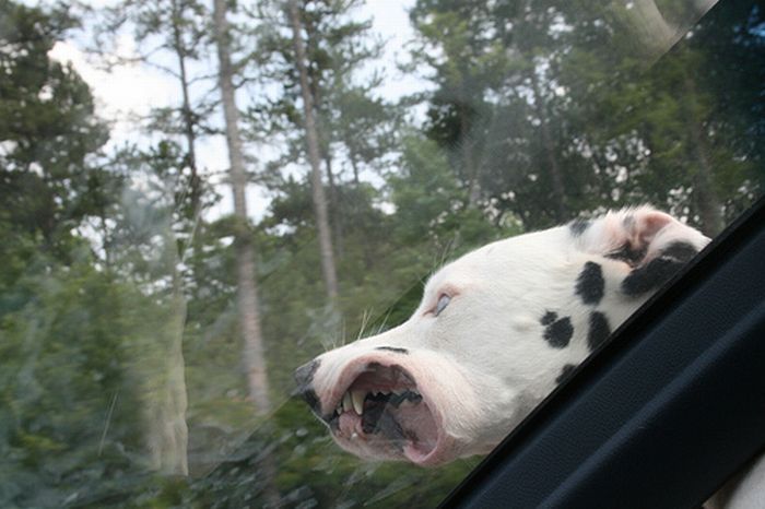 dogs love cars and wind