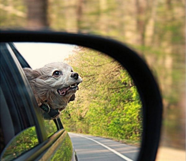 dogs love cars and wind