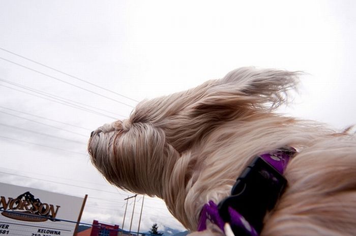 dogs love cars and wind